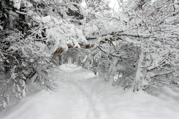 Thick snow on Trees