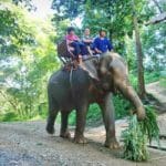 Tourists-on-elephant-1