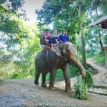 Tourists-on-elephant