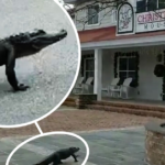 Alligators casually strolling around beach plazas in South Carolina