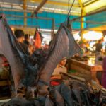Bat-wet market