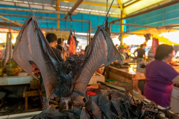 Indonesia wet market selling bats, dogs and cats despite coronavirus