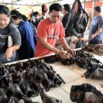 Bats-wet market
