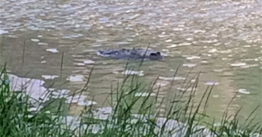 A crocodile photographed near Bristol