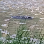 Bristol crocodile