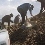 Cranney Farms in Oakley, Idaho free potatoes