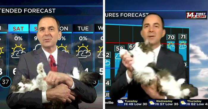 Jeff Lyons stroking cat on TV