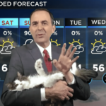 Jeff lyons cat laying