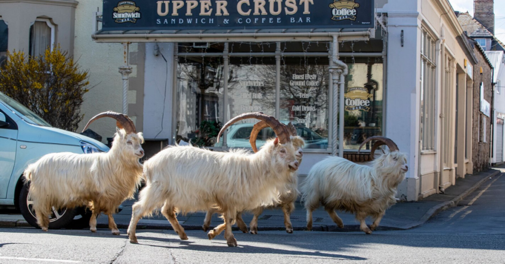 Mountain goats roaming the streets of Great Orme, Wales