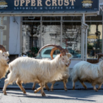 Mountain goats roaming the streets of Great Orme, Wales