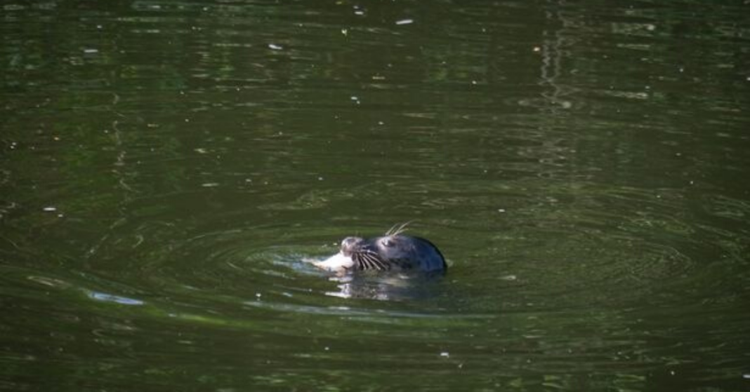 Seal sighting Beese’s in St Anne’s