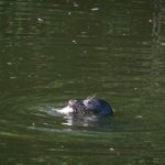 Seal sighting Beese’s in St Anne’s