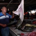 Snake-wet market
