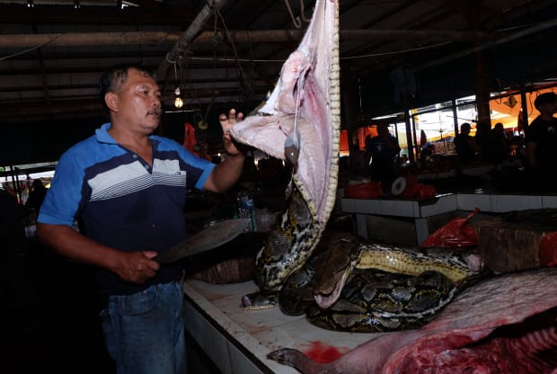 Indonesia wet market selling bats, dogs and cats despite coronavirus