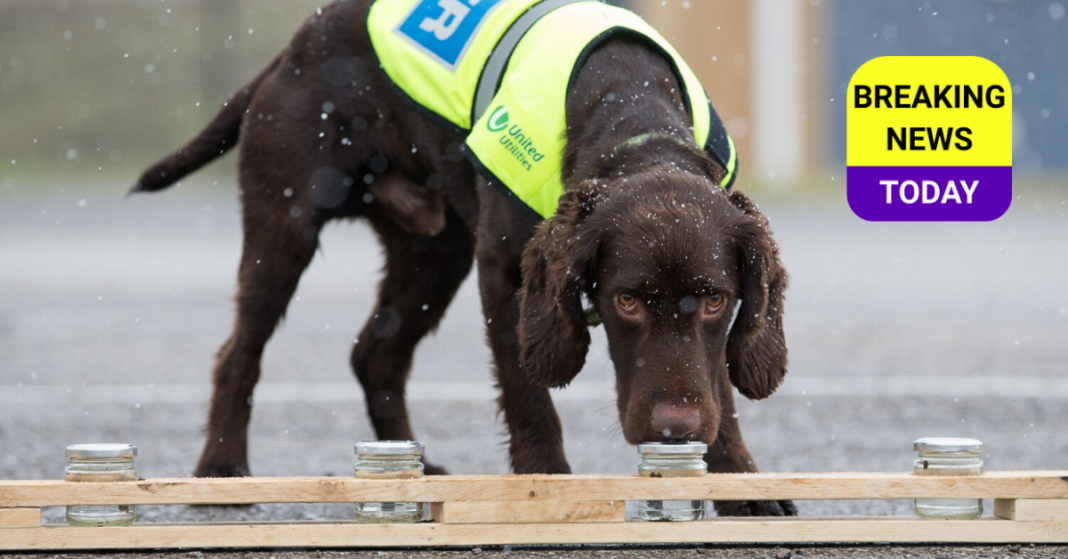 Sniffer Dog Article