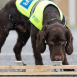 Sniffer Dog article