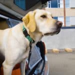 Sniffer dog in car
