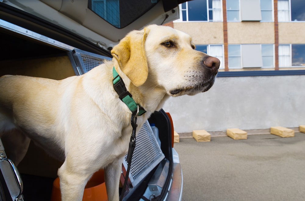 Sniffer dog in the back of car