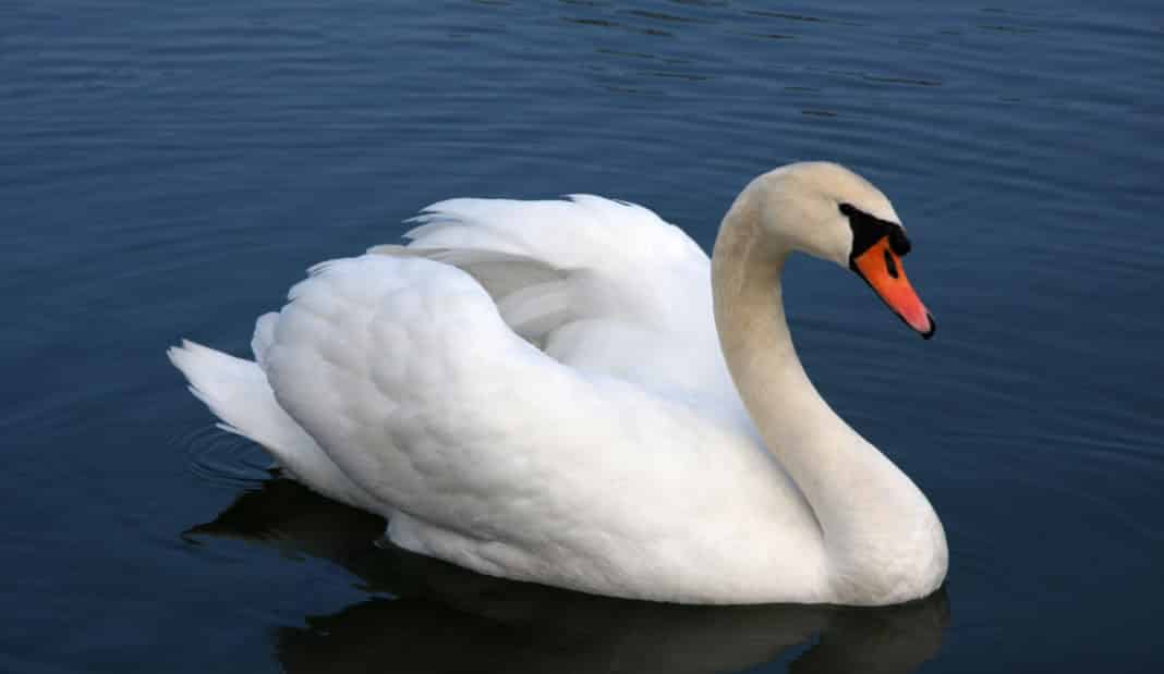 Swan Attack Among The RSPCA Call-Outs Since Lockdown Began