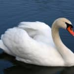 Swan
