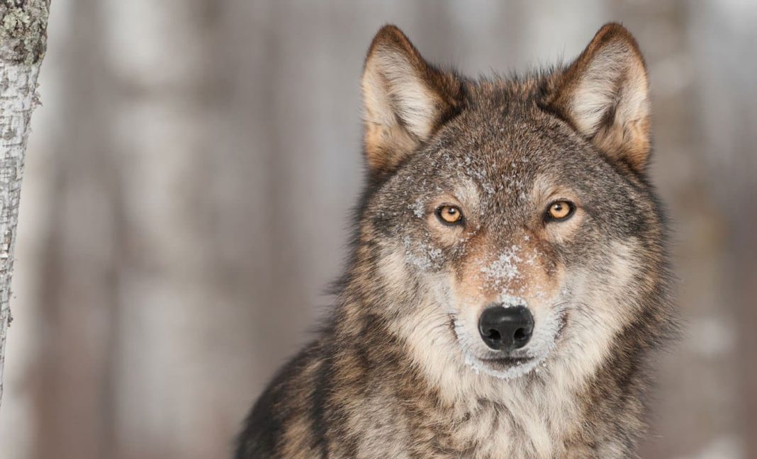 Wolf reportedly seen in Northern France for first time in a century