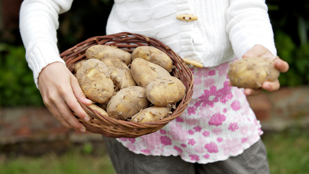 Woman Drives 19 Hours for Free Potatoes