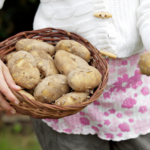 Woman Drives 19 Hours for Free Potatoes