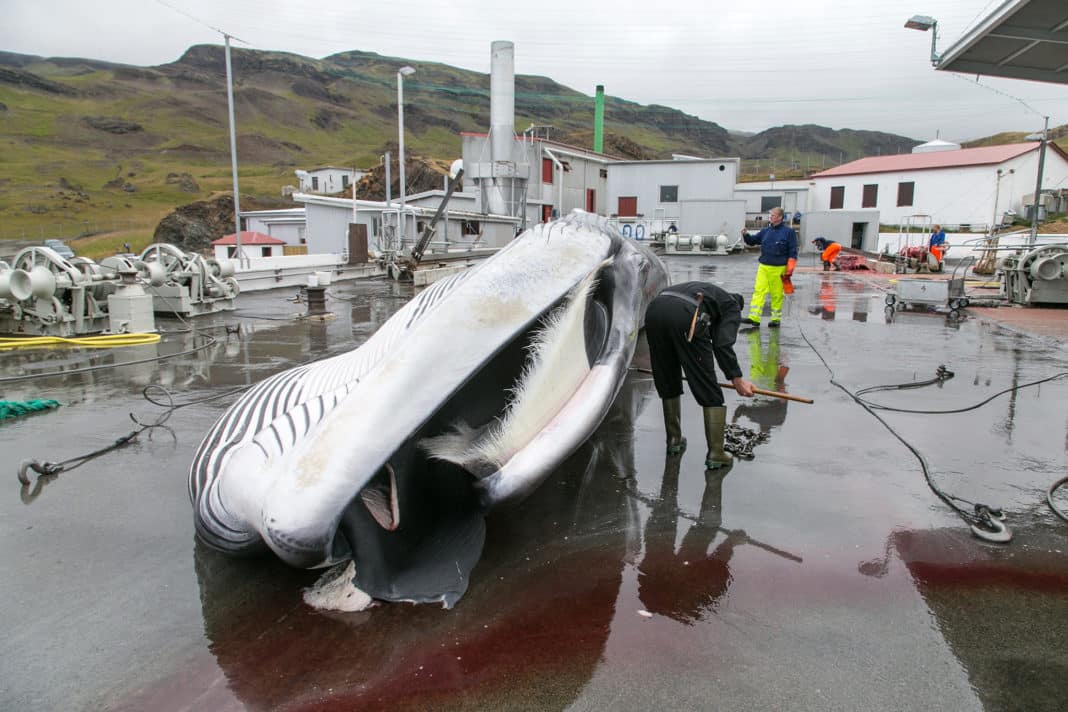 Iceland to stop killing any whales this year