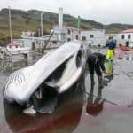 ICELAND WHALING