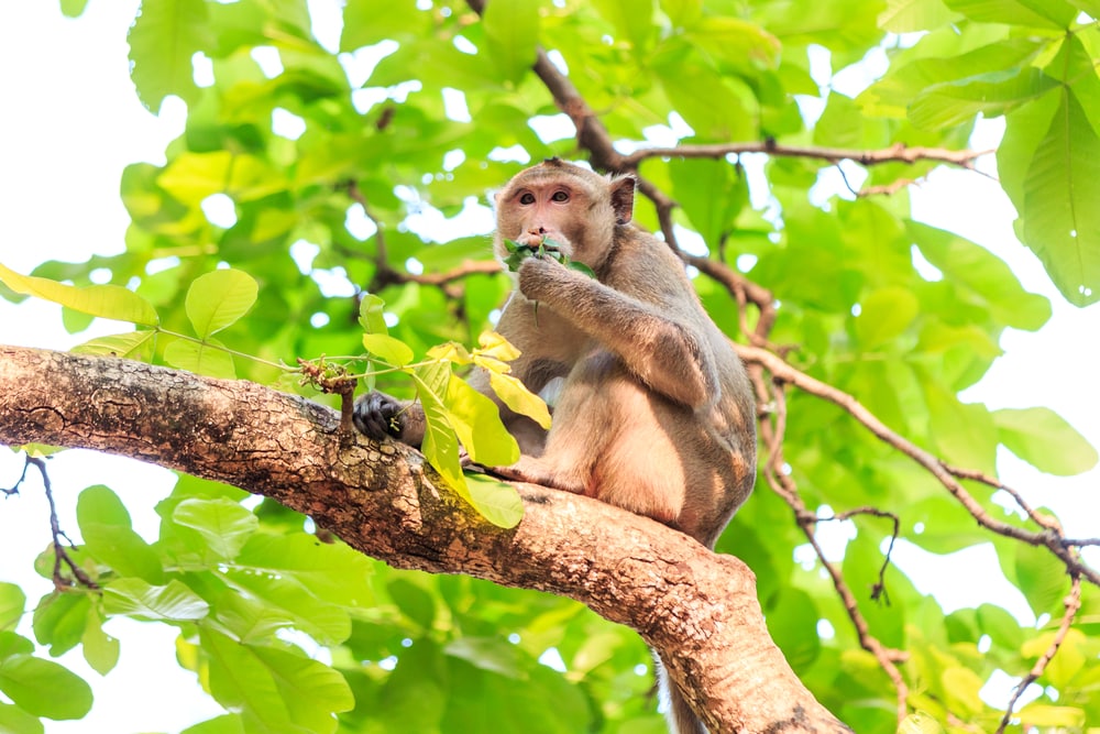 Zoo Monkey eating