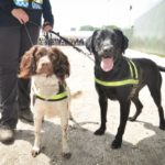 trained sniffer dogs
