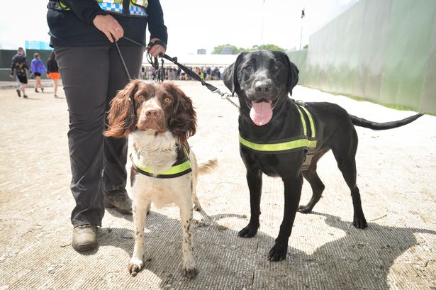 Trained sniffer dogs