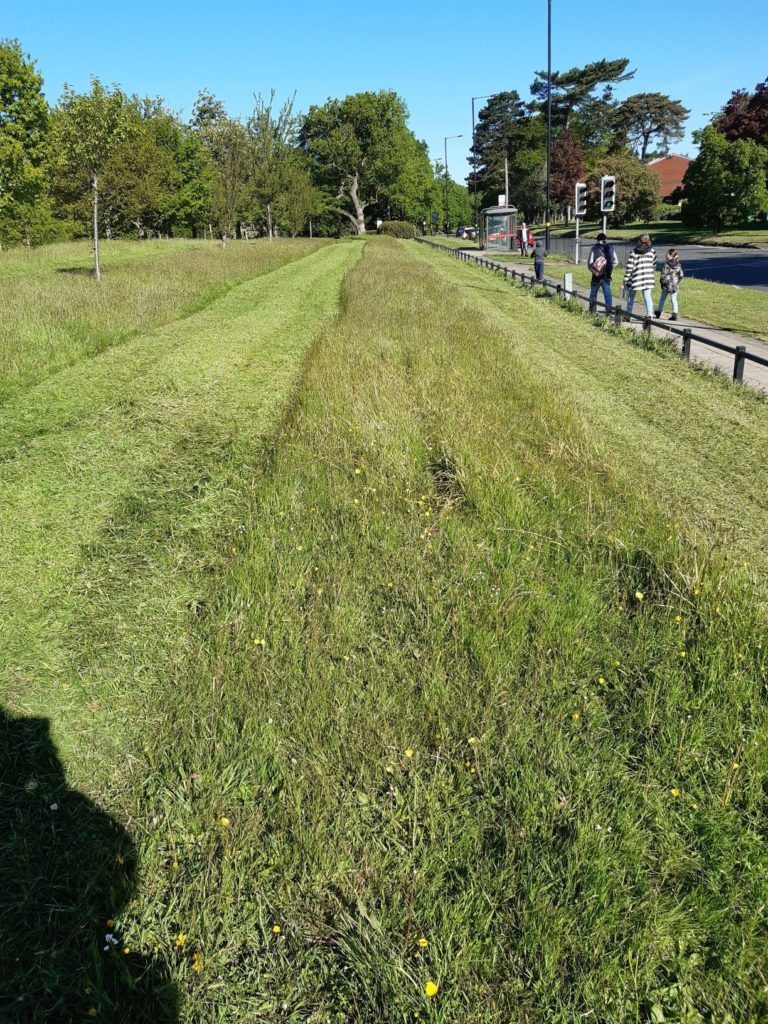 Mowing Grass in park with 2 metre distance