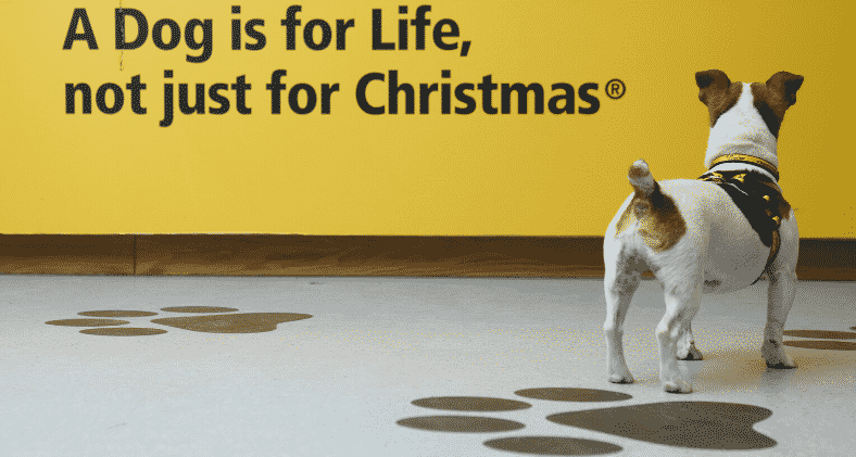 A dog is for life not just for christmas