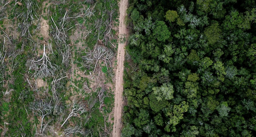 Deforestation of the Amazon on the rise amid pandemic