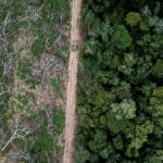 Amazon rainforest