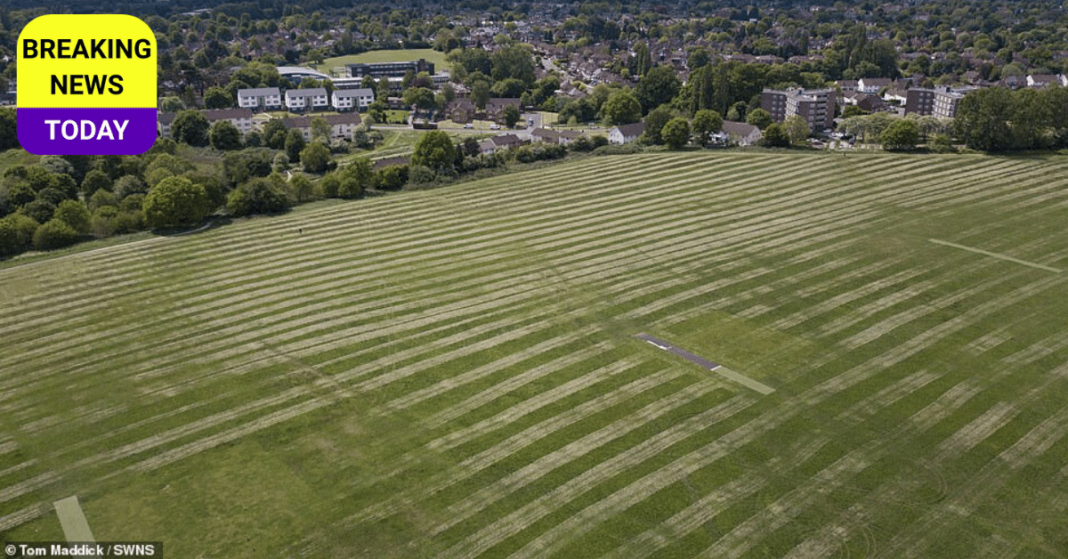 Council grass