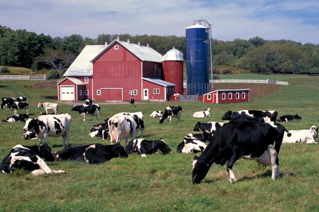 Dairy Farm