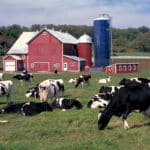 Dairy Farm