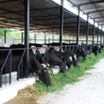 Dairy Farming