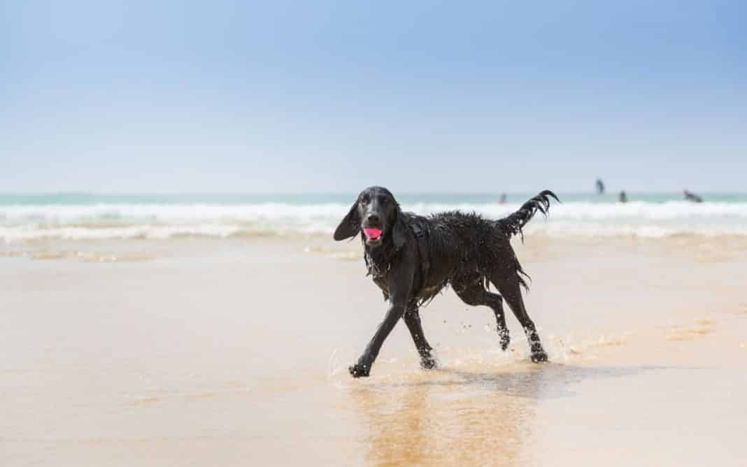 New Dog Bans That Come in Force on Cornwall Beaches Today