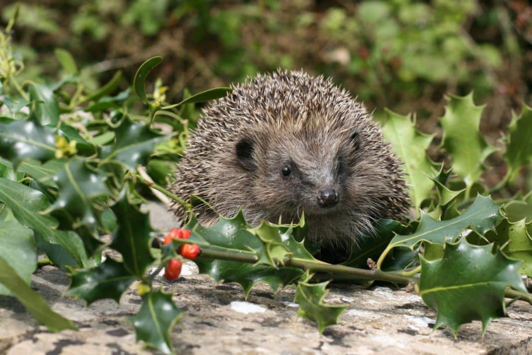 Several Prickly Rescues For The RSPCA During Hedgehog Awareness Week