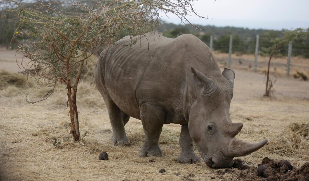 Coronavirus Is Stalling Efforts to Save the last 2 Northern White Rhinos