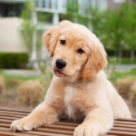 Puppy adoption