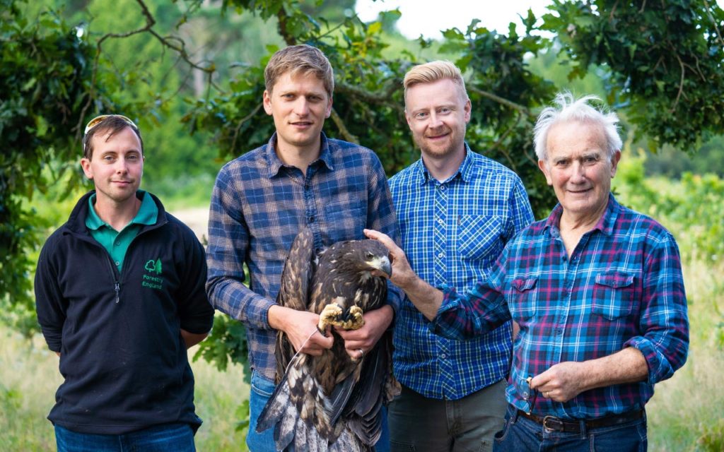 Sea eagle to return to England for first time in 240 years