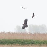 Sea Eagle James Lowan