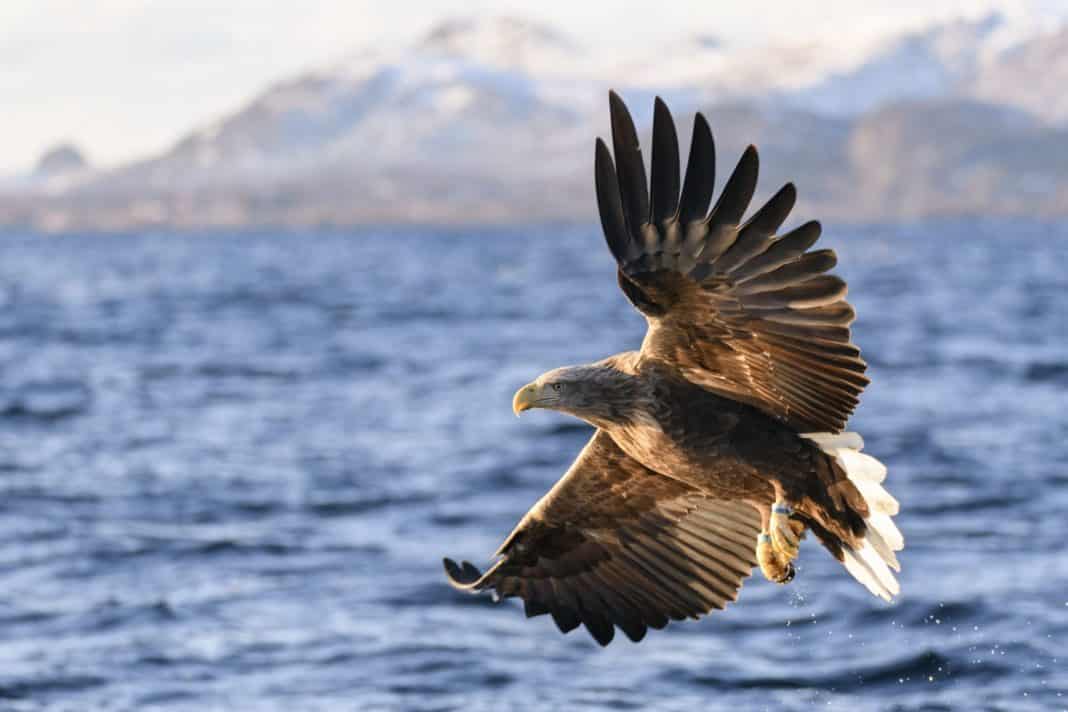 Sea eagle to return to England for first time in 240 years