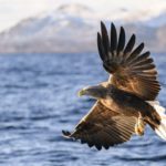 White tailed eagle