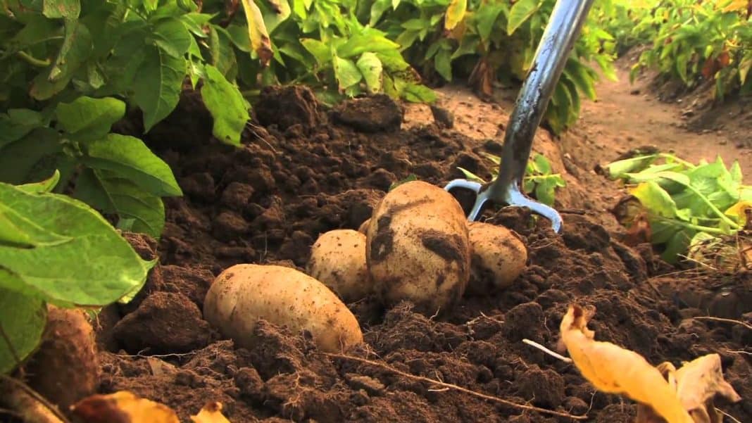 95,000 Tonnes of Potatoes Could Be Thrown Away During Lockdown