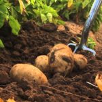 potatoes